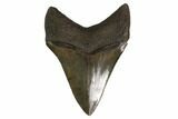 Serrated, Fossil Megalodon Tooth - Georgia #159730-1